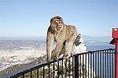 Gibraltar